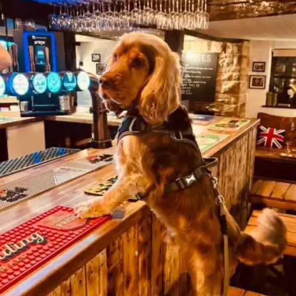 A dog at the bar at The New Inn